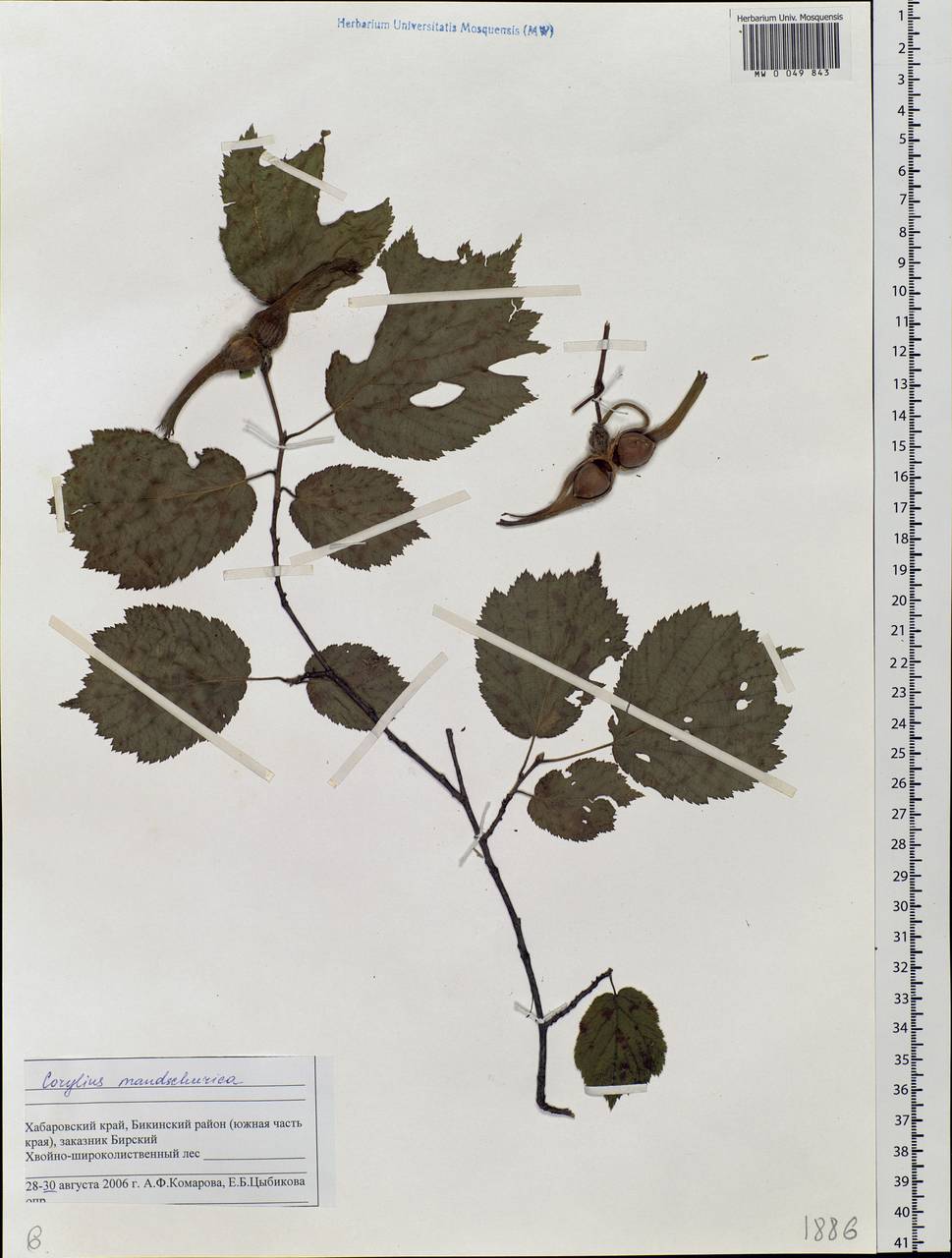 Corylus sieboldiana var. mandshurica (Maxim.) C.K.Schneid., Siberia, Russian Far East (S6) (Russia)