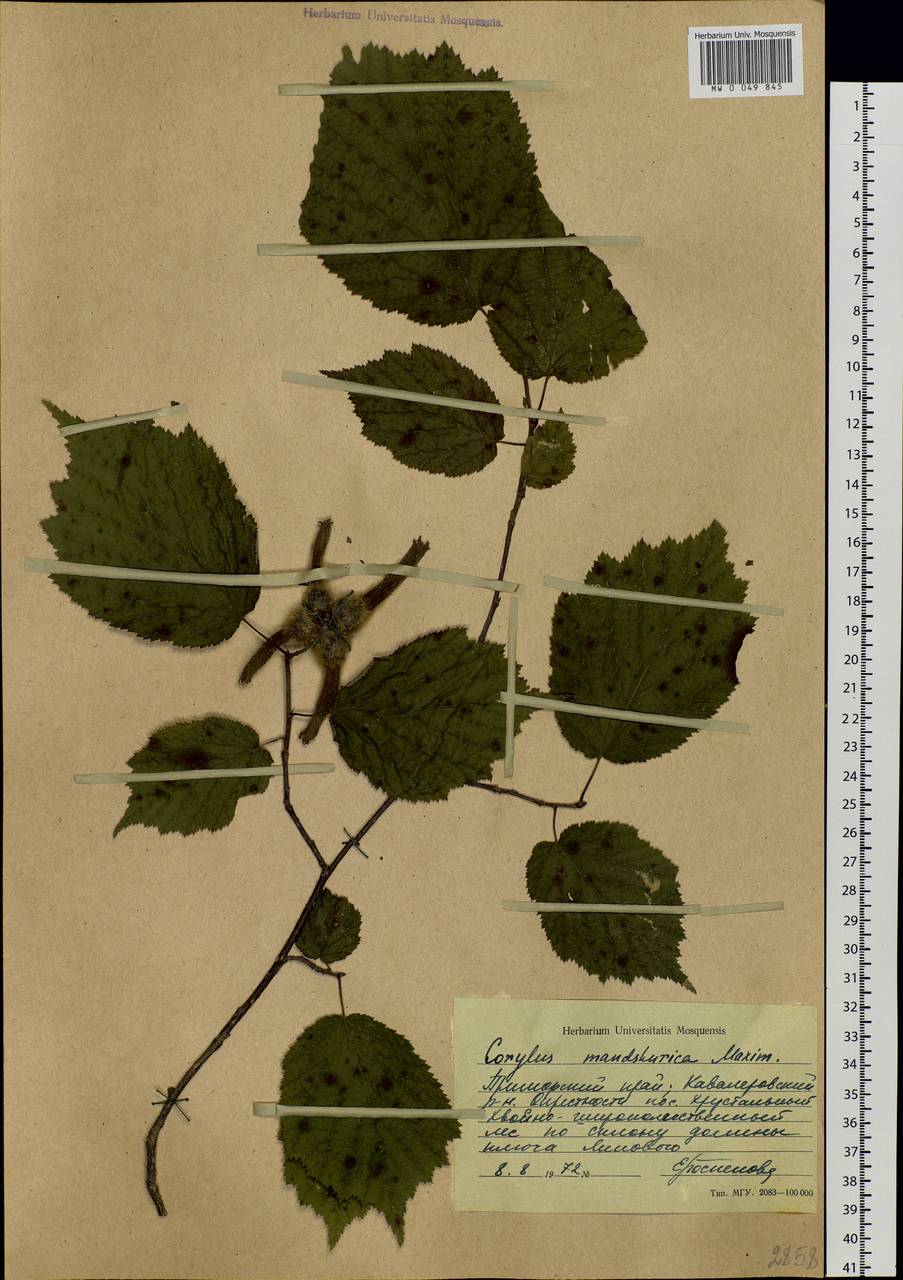 Corylus sieboldiana var. mandshurica (Maxim.) C.K.Schneid., Siberia, Russian Far East (S6) (Russia)