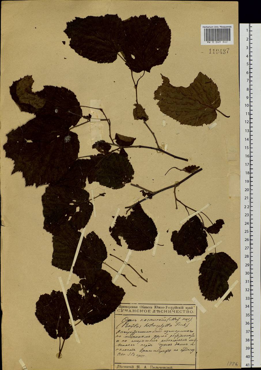 Corylus heterophylla Fisch. ex Trautv., Siberia, Russian Far East (S6) (Russia)