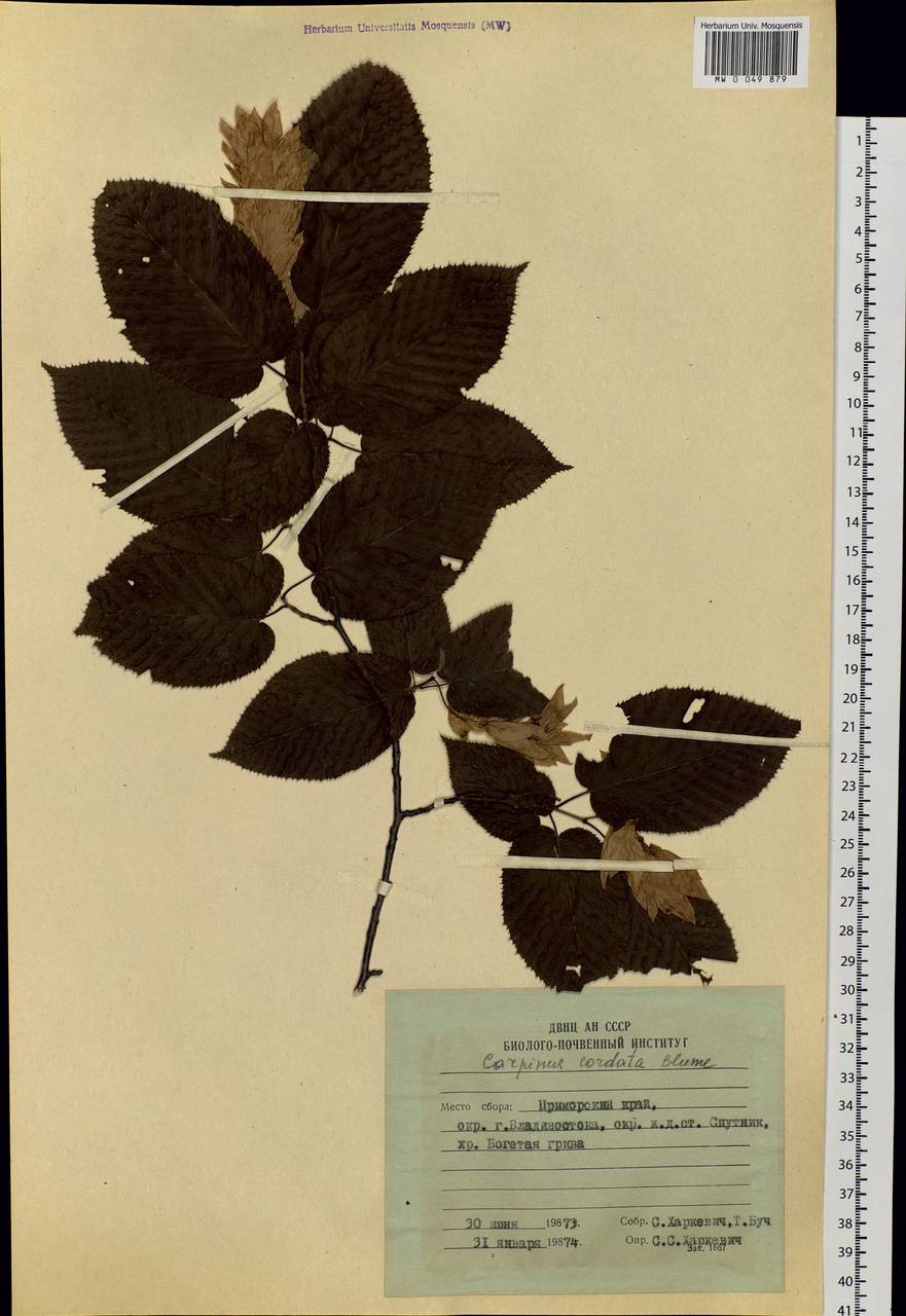 Carpinus cordata Blume, Siberia, Russian Far East (S6) (Russia)