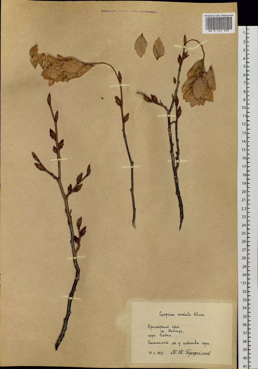 Carpinus cordata Blume, Siberia, Russian Far East (S6) (Russia)