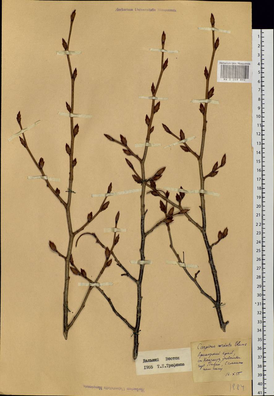 Carpinus cordata Blume, Siberia, Russian Far East (S6) (Russia)