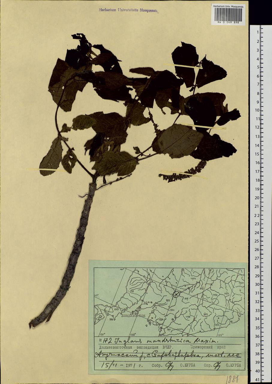 Juglans mandshurica Maxim., Siberia, Russian Far East (S6) (Russia)