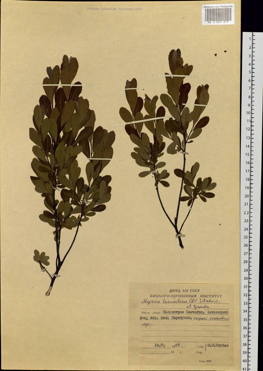 Myrica gale subsp. tomentosa (C.DC.) E. Murray, Siberia, Chukotka & Kamchatka (S7) (Russia)