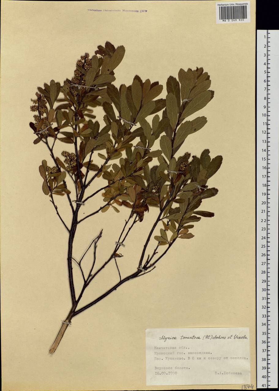 Myrica gale subsp. tomentosa (C.DC.) E. Murray, Siberia, Chukotka & Kamchatka (S7) (Russia)