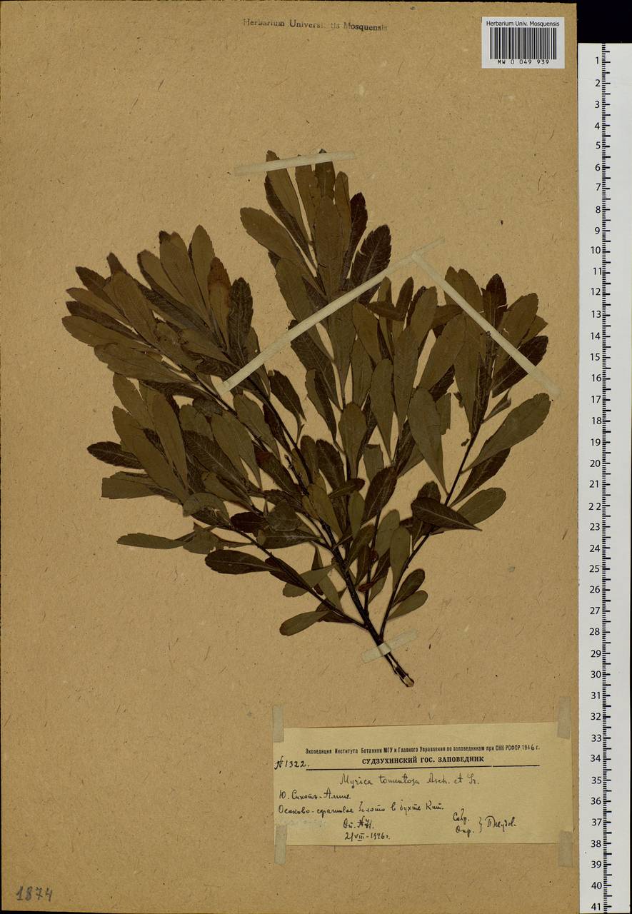 Myrica gale subsp. tomentosa (C.DC.) E. Murray, Siberia, Russian Far East (S6) (Russia)