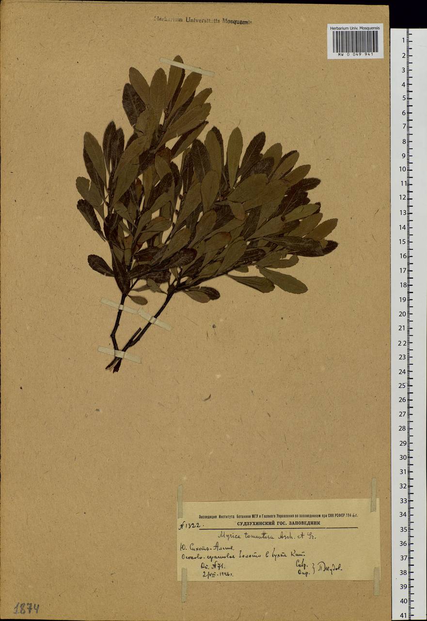 Myrica gale subsp. tomentosa (C.DC.) E. Murray, Siberia, Russian Far East (S6) (Russia)