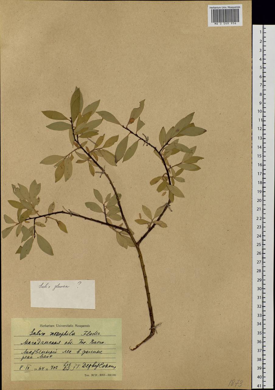 Salix bebbiana Sarg., Siberia, Chukotka & Kamchatka (S7) (Russia)