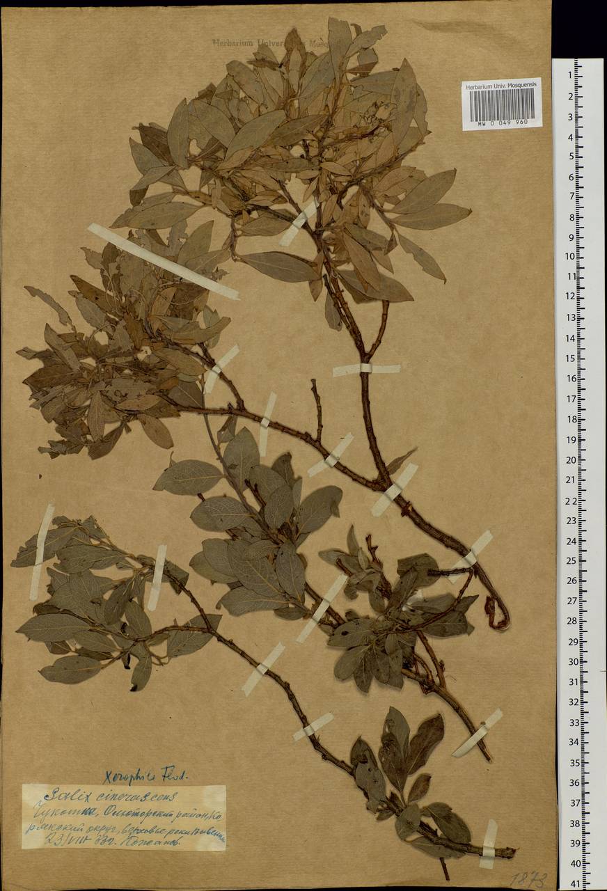 Salix bebbiana Sarg., Siberia, Chukotka & Kamchatka (S7) (Russia)