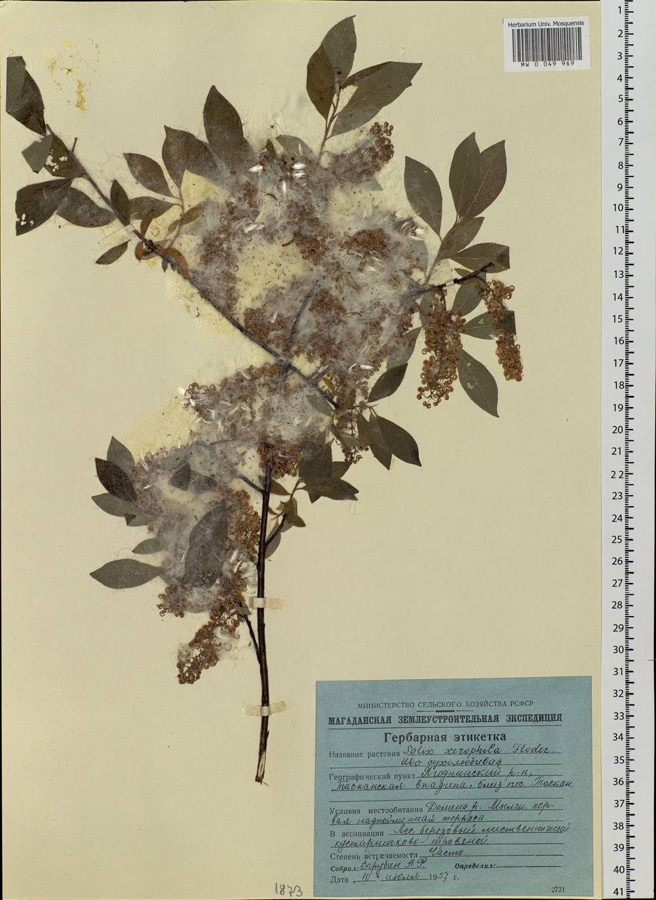 Salix bebbiana Sarg., Siberia, Chukotka & Kamchatka (S7) (Russia)