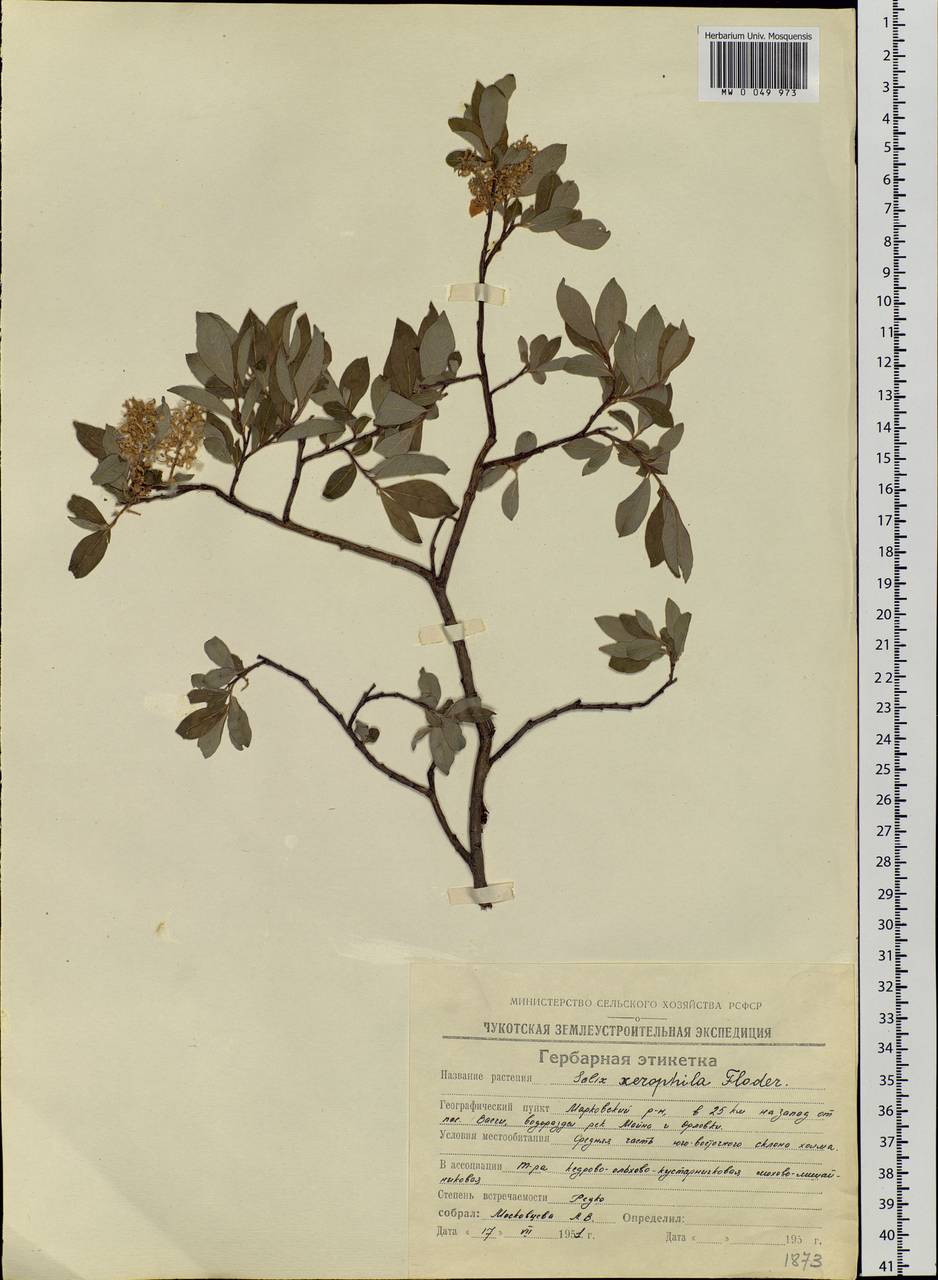 Salix bebbiana Sarg., Siberia, Chukotka & Kamchatka (S7) (Russia)