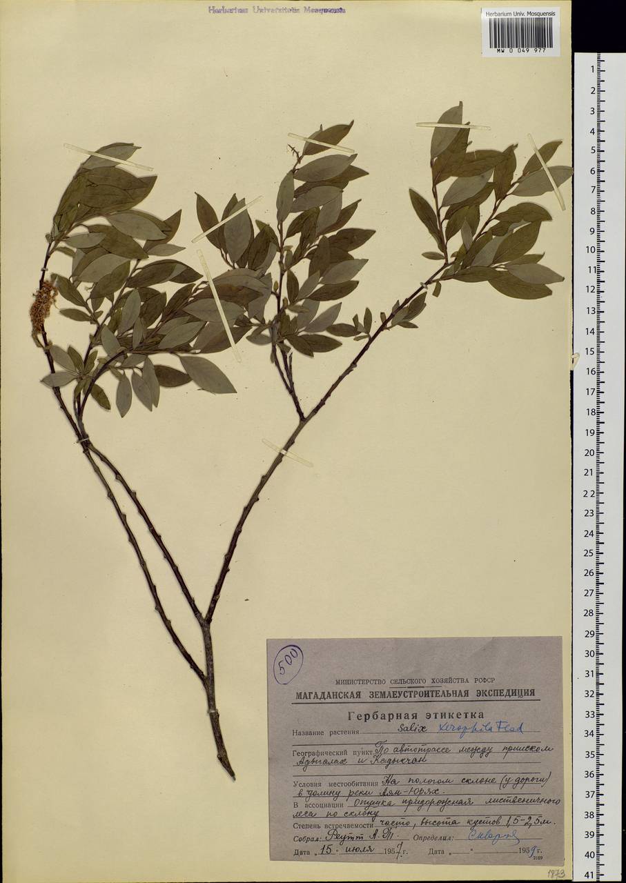 Salix bebbiana Sarg., Siberia, Chukotka & Kamchatka (S7) (Russia)