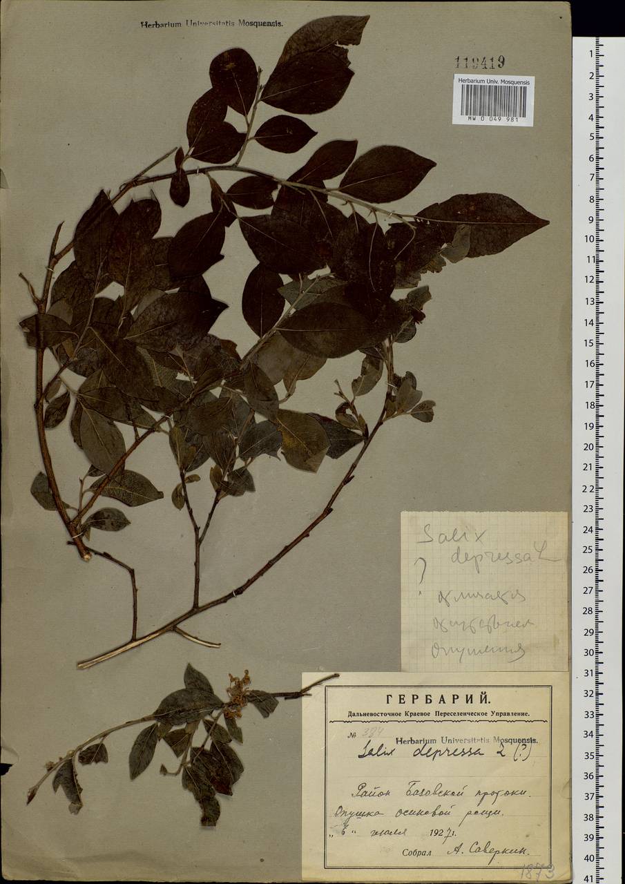 Salix bebbiana Sarg., Siberia, Russian Far East (S6) (Russia)