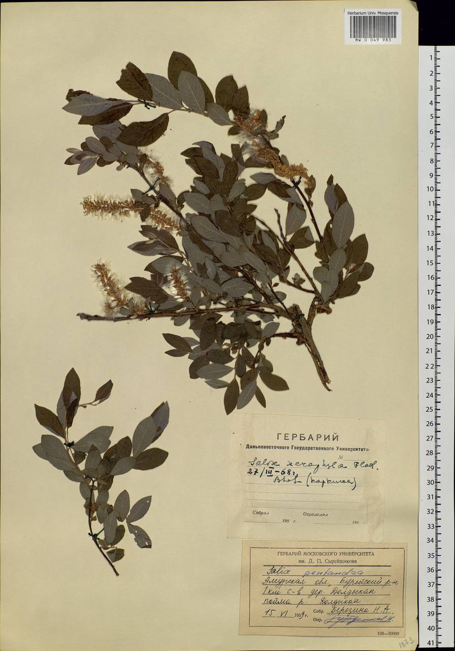 Salix bebbiana Sarg., Siberia, Russian Far East (S6) (Russia)