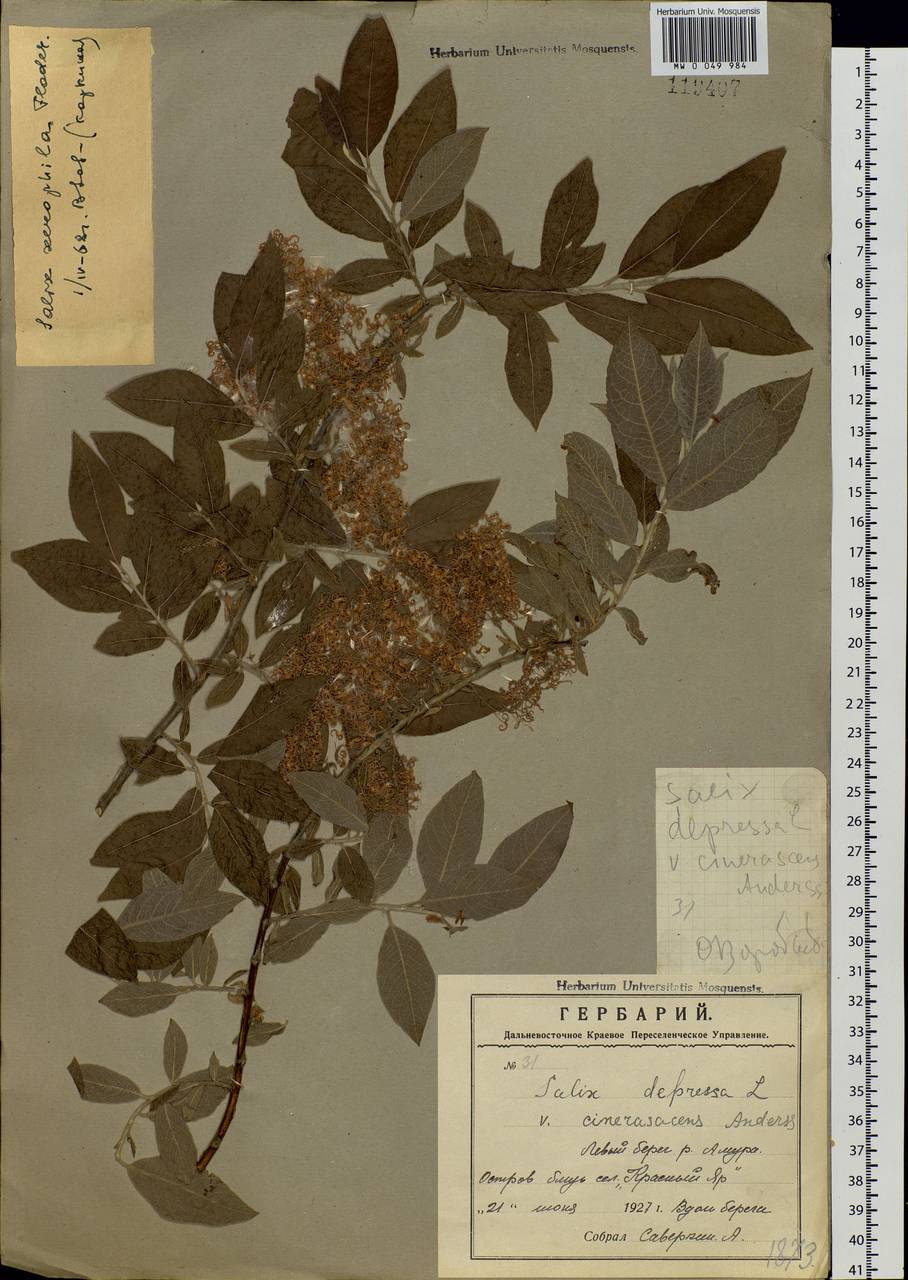 Salix bebbiana Sarg., Siberia, Russian Far East (S6) (Russia)