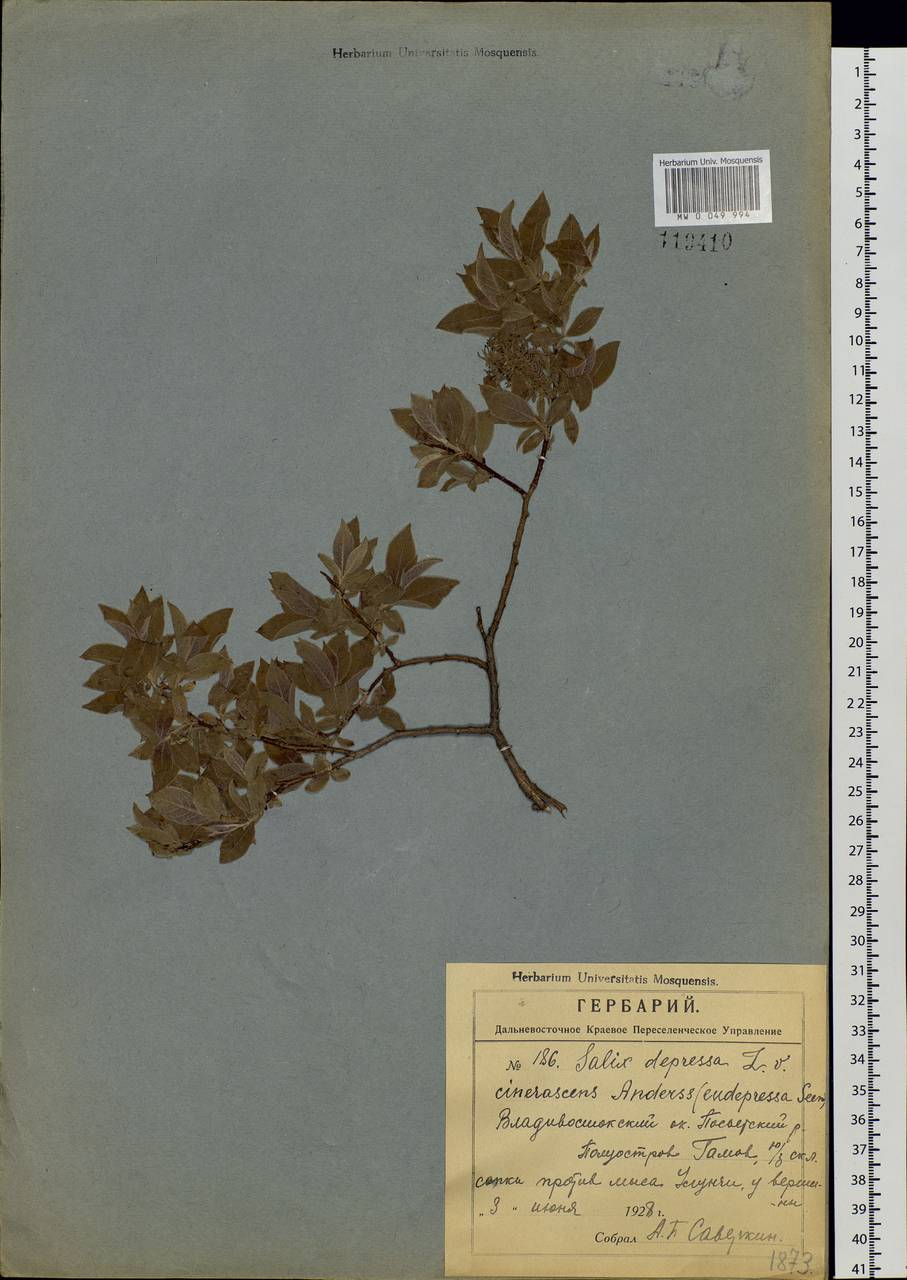 Salix bebbiana Sarg., Siberia, Russian Far East (S6) (Russia)