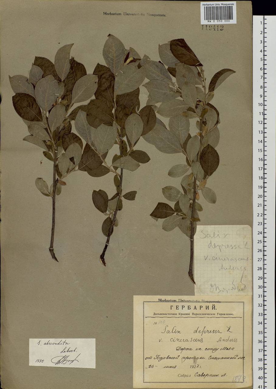 Salix bebbiana Sarg., Siberia, Russian Far East (S6) (Russia)