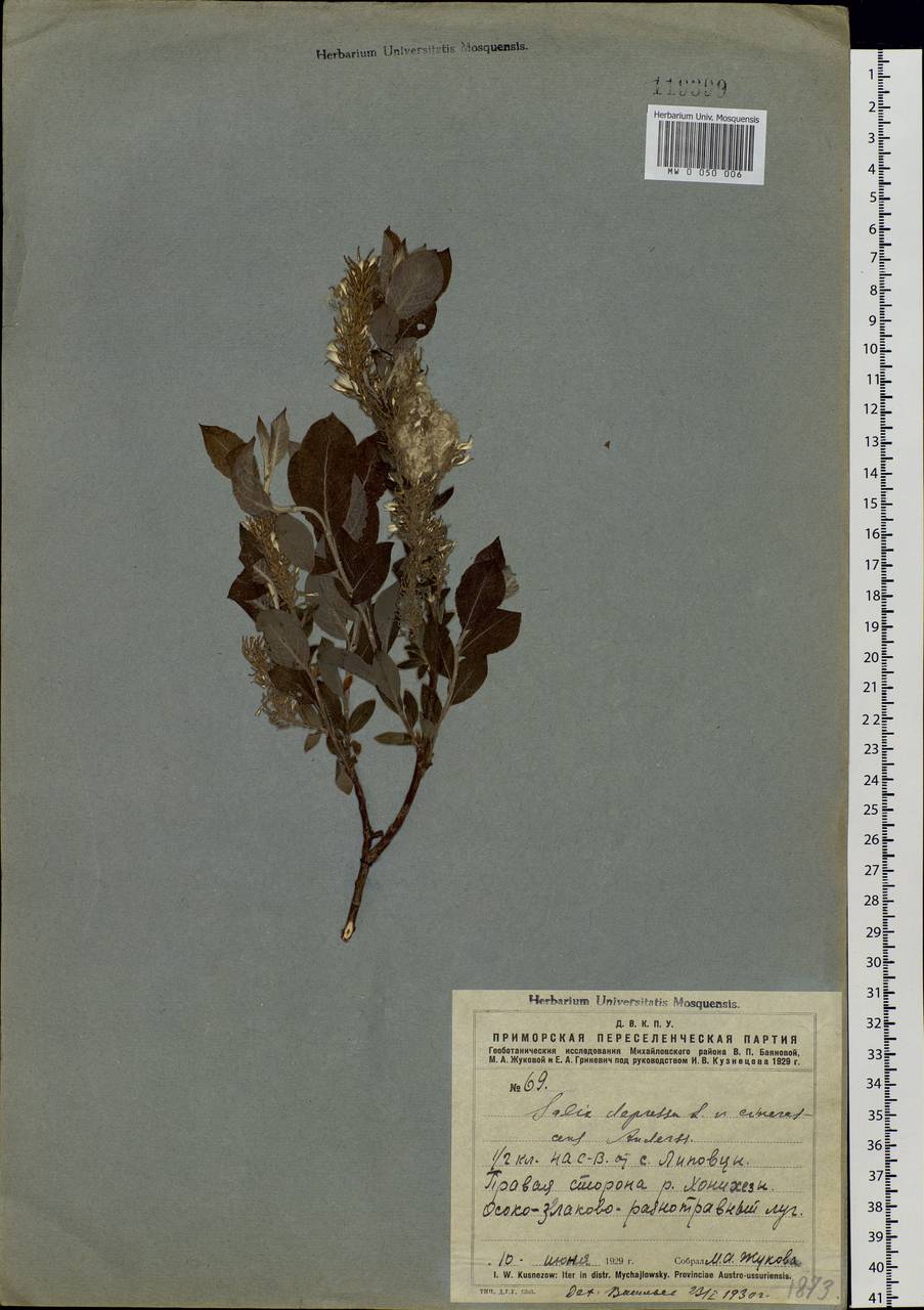 Salix bebbiana Sarg., Siberia, Russian Far East (S6) (Russia)