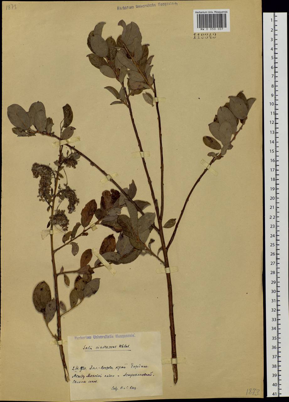 Salix bebbiana Sarg., Siberia, Russian Far East (S6) (Russia)