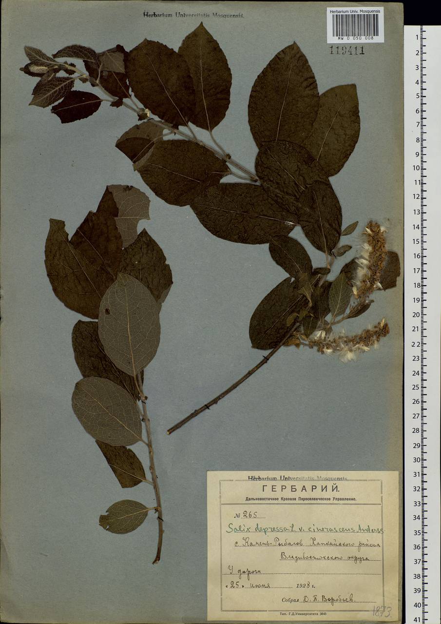 Salix bebbiana Sarg., Siberia, Russian Far East (S6) (Russia)