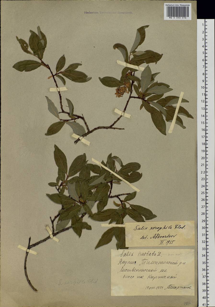 Salix bebbiana Sarg., Siberia, Yakutia (S5) (Russia)