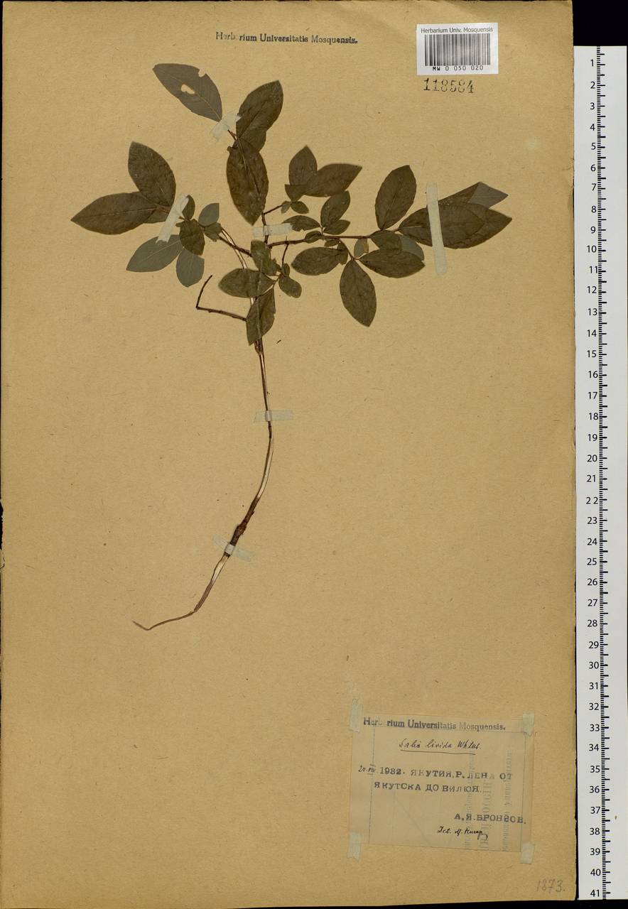 Salix bebbiana Sarg., Siberia, Yakutia (S5) (Russia)