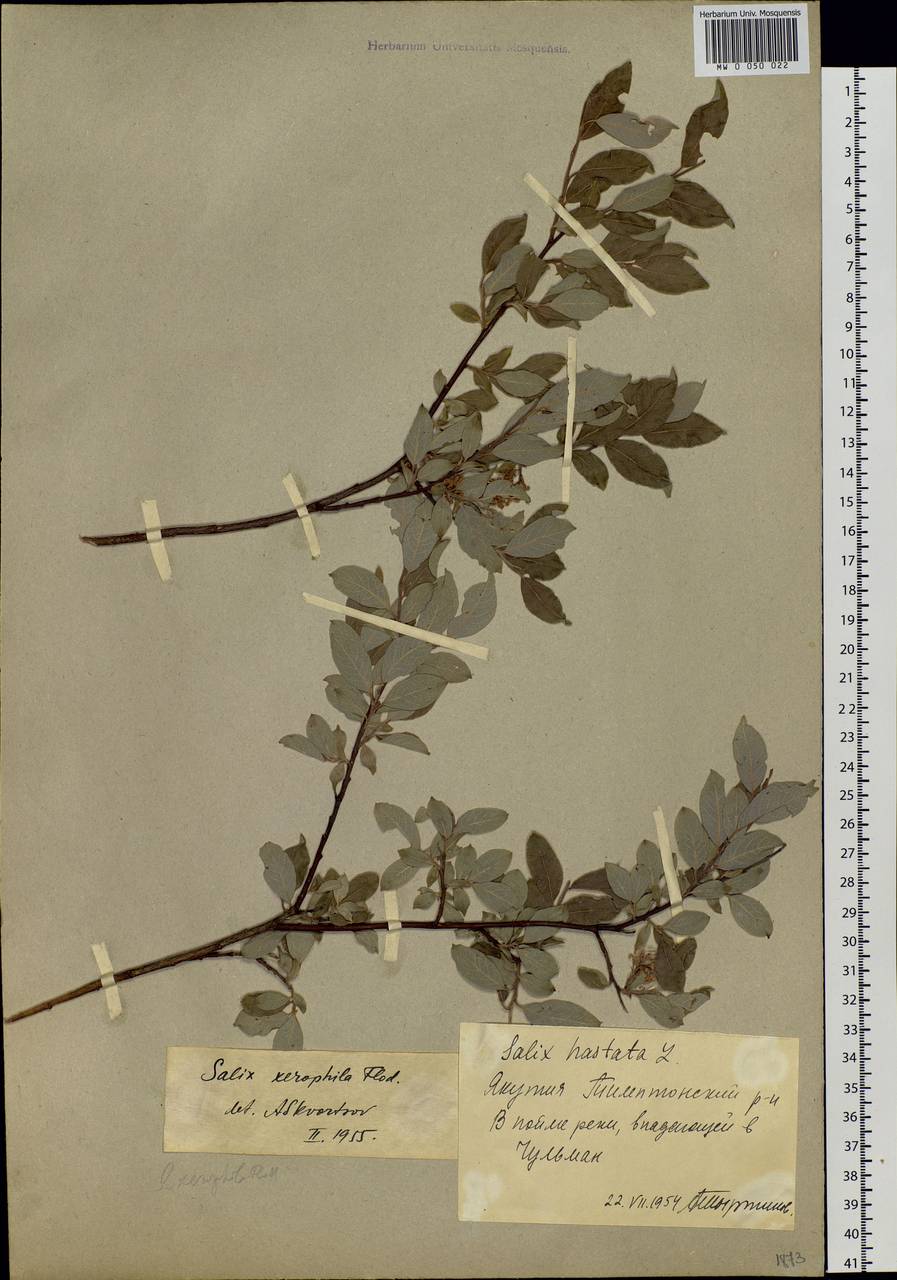 Salix bebbiana Sarg., Siberia, Yakutia (S5) (Russia)