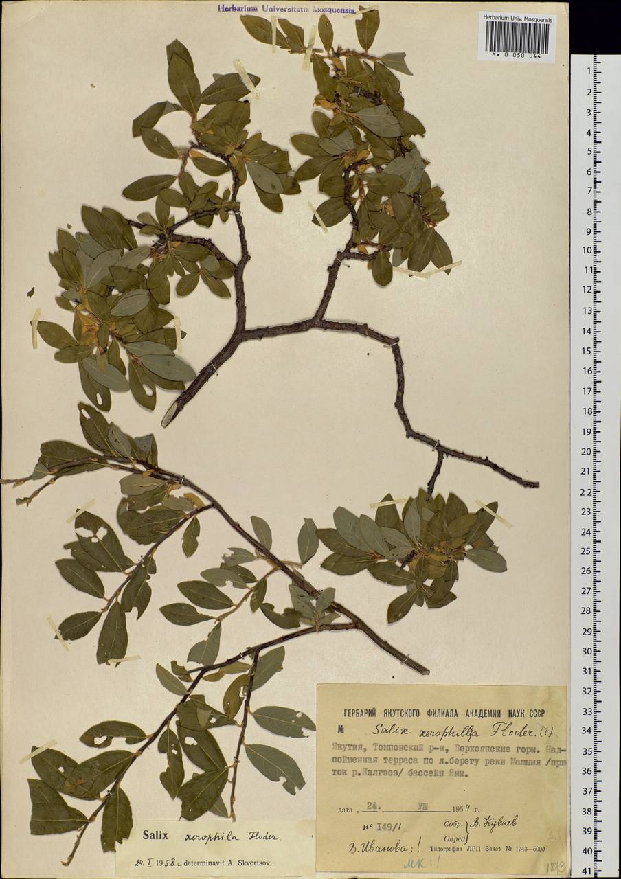 Salix bebbiana Sarg., Siberia, Yakutia (S5) (Russia)