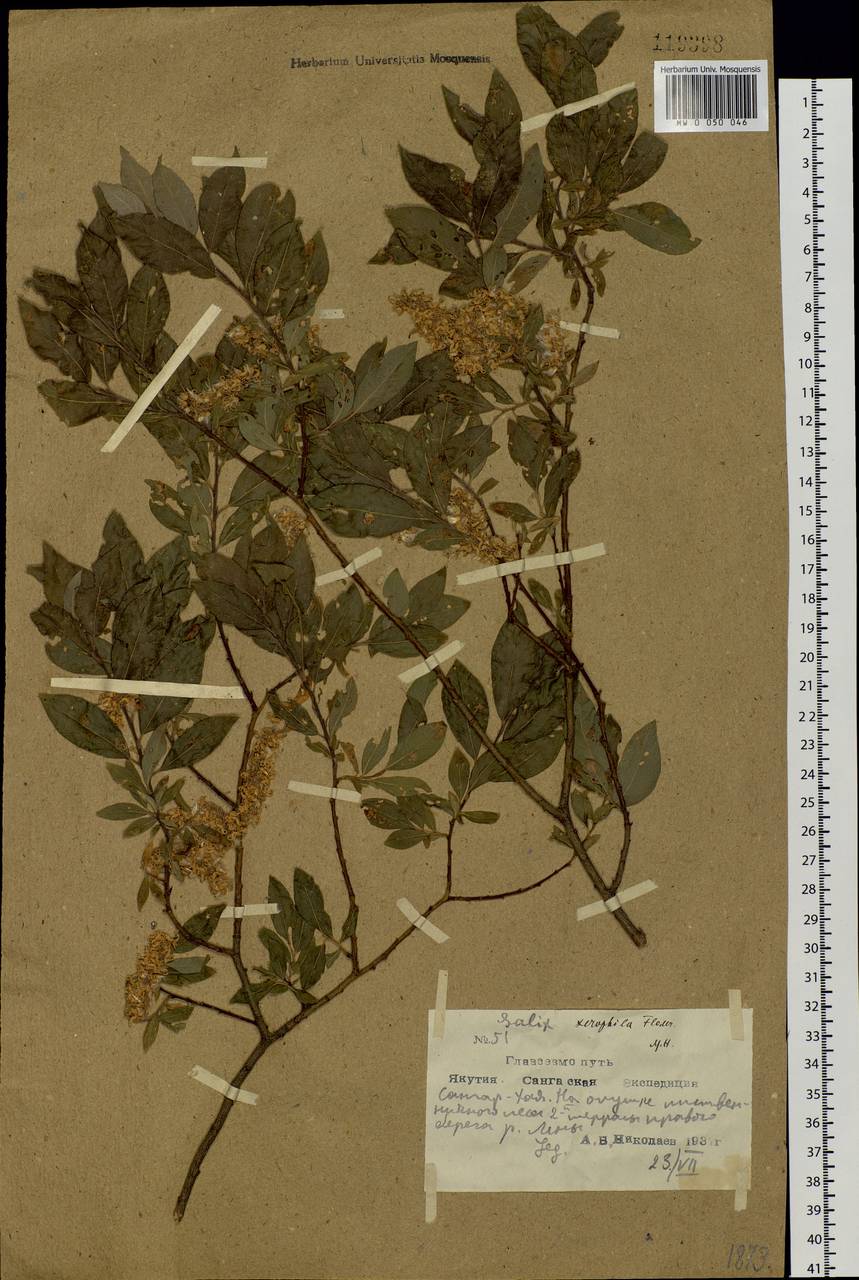 Salix bebbiana Sarg., Siberia, Yakutia (S5) (Russia)