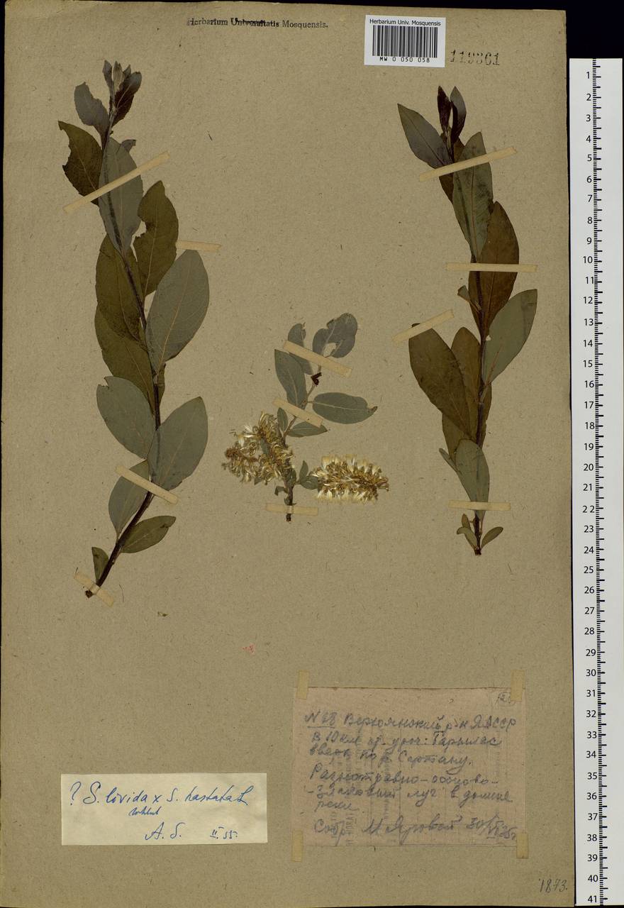 Salix bebbiana Sarg., Siberia, Yakutia (S5) (Russia)