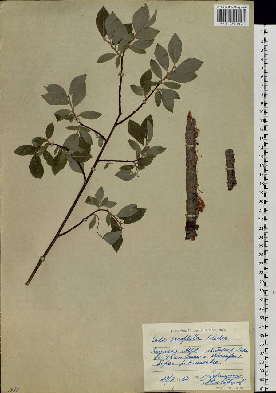 Salix bebbiana Sarg., Siberia, Yakutia (S5) (Russia)