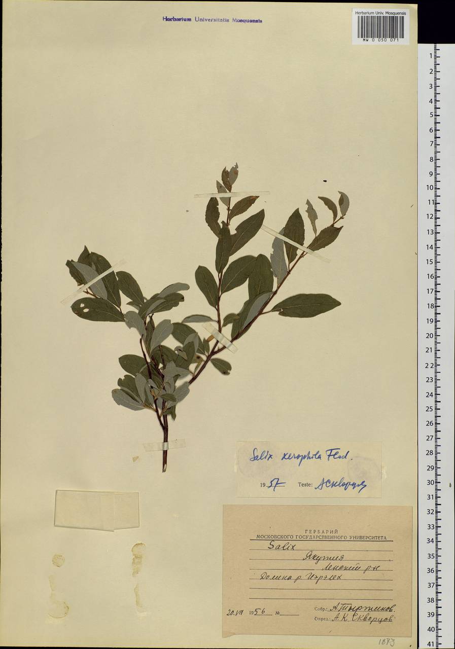 Salix bebbiana Sarg., Siberia, Yakutia (S5) (Russia)