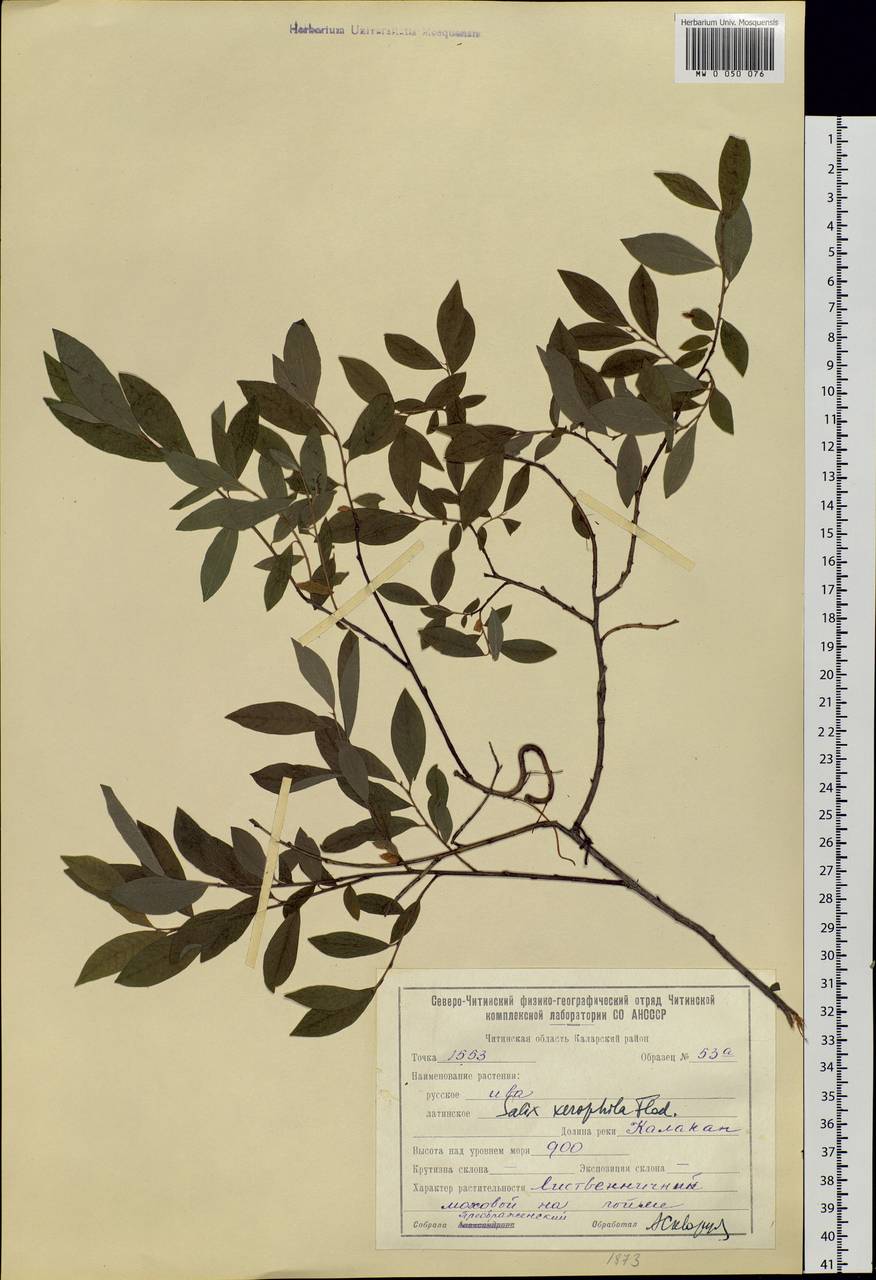 Salix bebbiana Sarg., Siberia, Baikal & Transbaikal region (S4) (Russia)