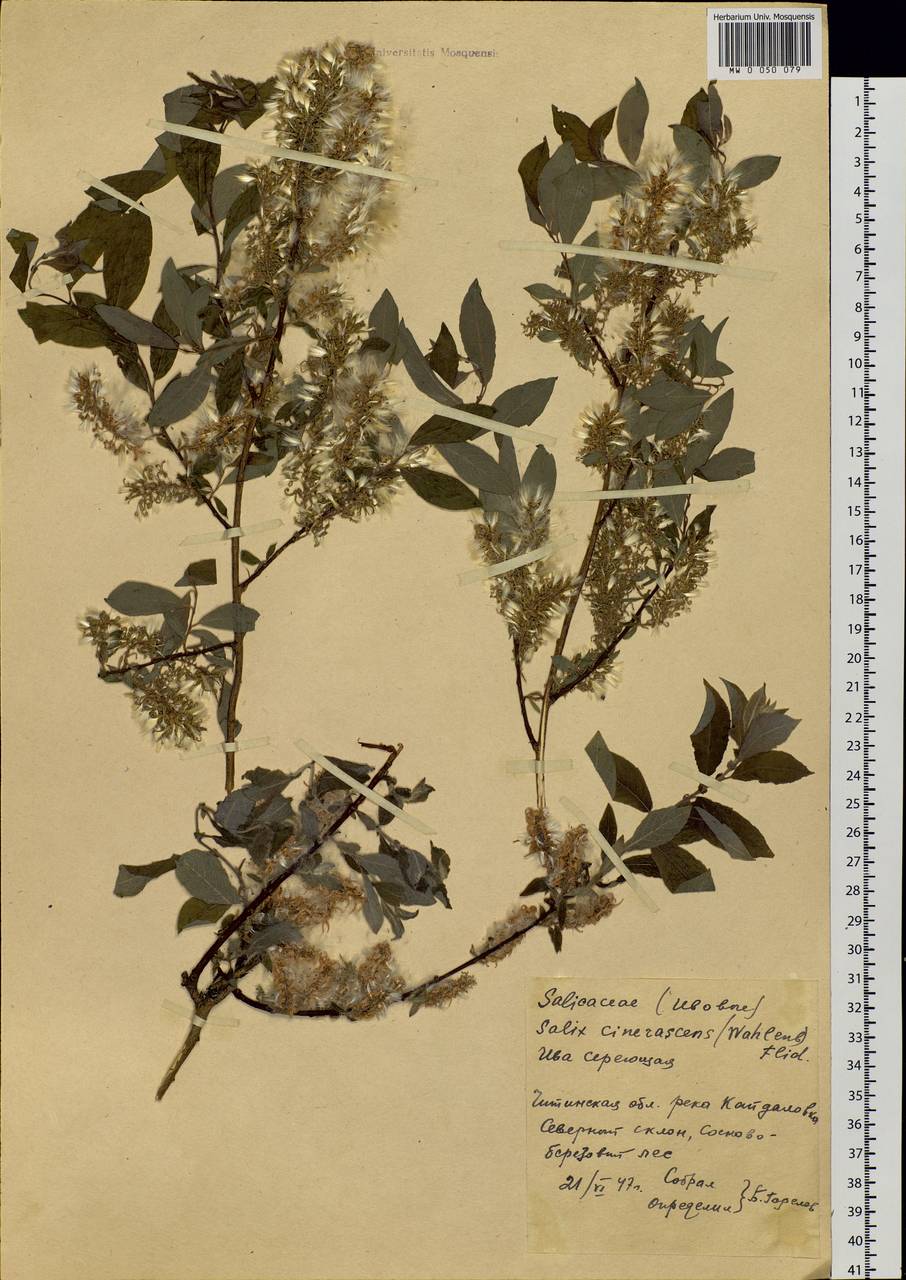 Salix bebbiana Sarg., Siberia, Baikal & Transbaikal region (S4) (Russia)