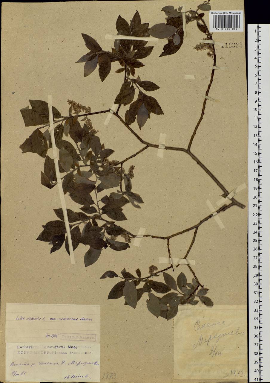 Salix bebbiana Sarg., Siberia, Baikal & Transbaikal region (S4) (Russia)