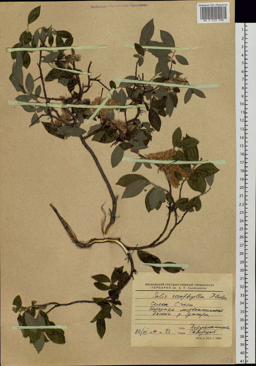 Salix bebbiana Sarg., Siberia, Baikal & Transbaikal region (S4) (Russia)