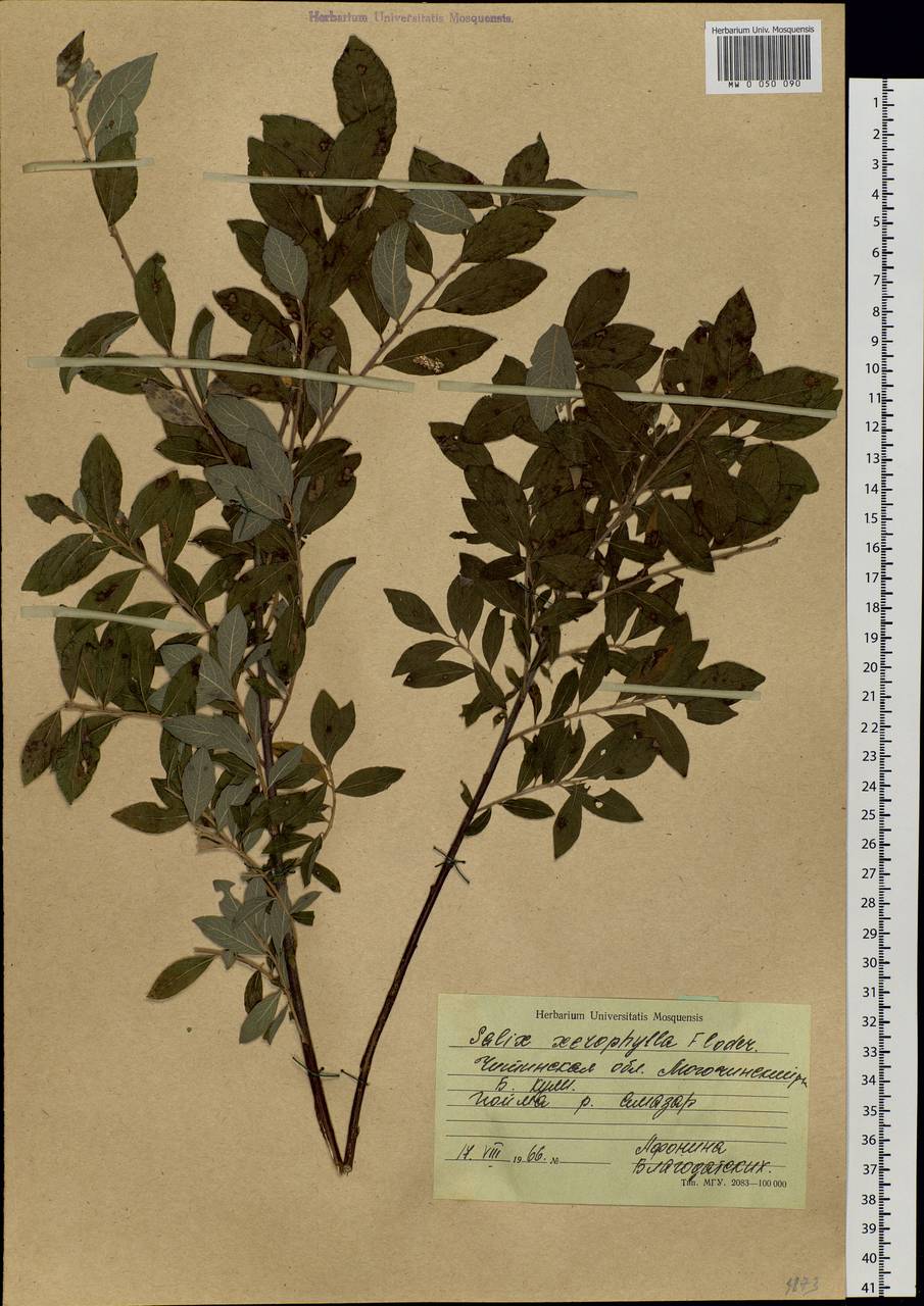 Salix bebbiana Sarg., Siberia, Baikal & Transbaikal region (S4) (Russia)