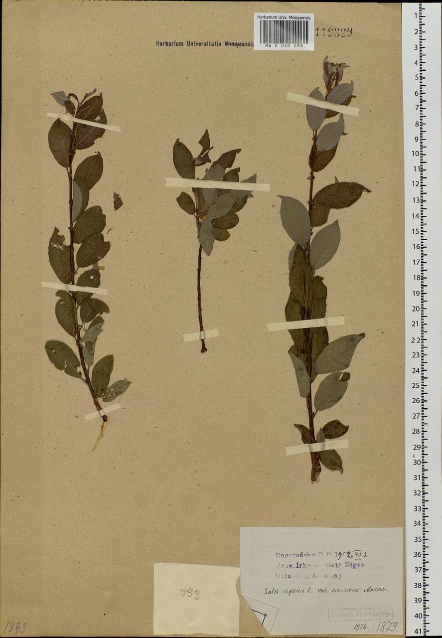 Salix bebbiana Sarg., Siberia, Baikal & Transbaikal region (S4) (Russia)