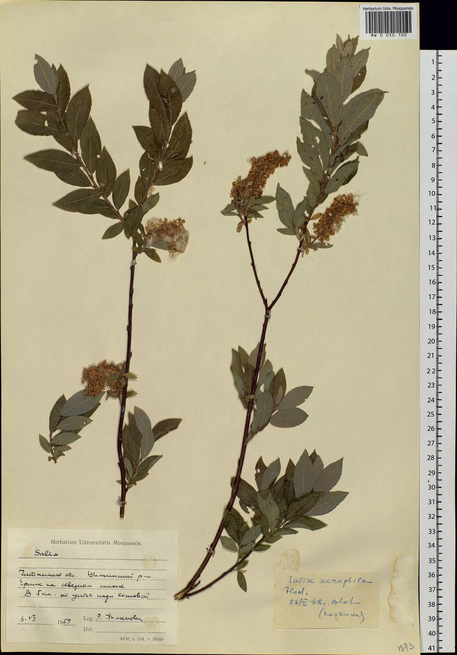 Salix bebbiana Sarg., Siberia, Baikal & Transbaikal region (S4) (Russia)