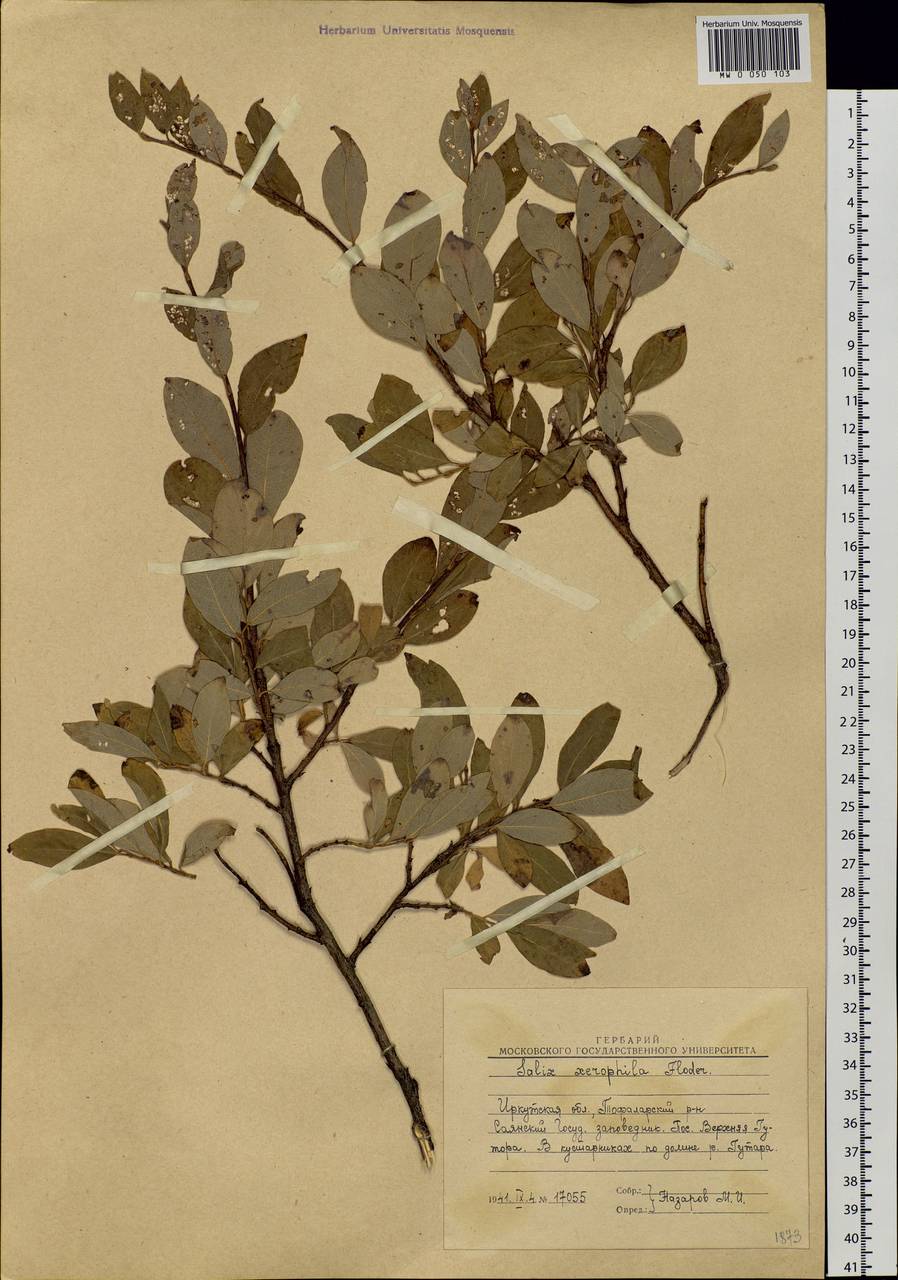 Salix bebbiana Sarg., Siberia, Baikal & Transbaikal region (S4) (Russia)