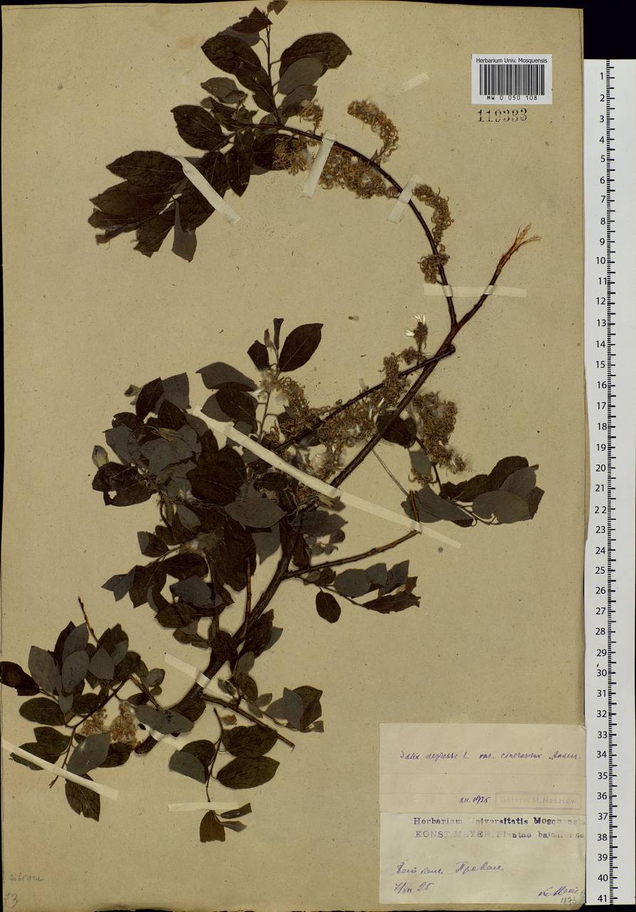 Salix bebbiana Sarg., Siberia, Baikal & Transbaikal region (S4) (Russia)