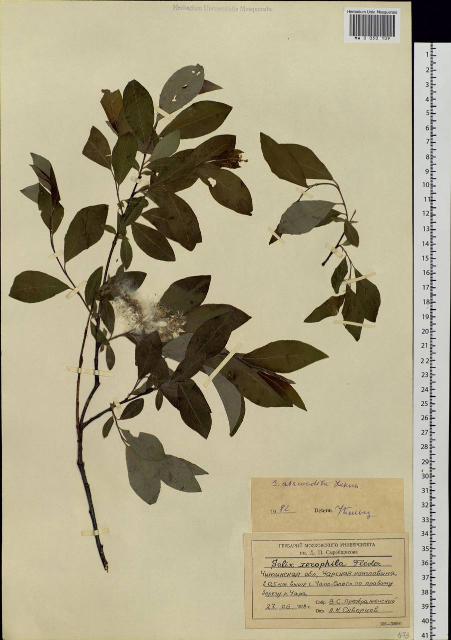 Salix bebbiana Sarg., Siberia, Baikal & Transbaikal region (S4) (Russia)