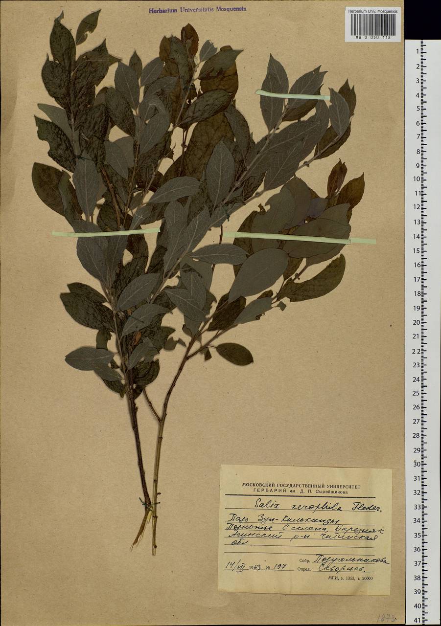 Salix bebbiana Sarg., Siberia, Baikal & Transbaikal region (S4) (Russia)