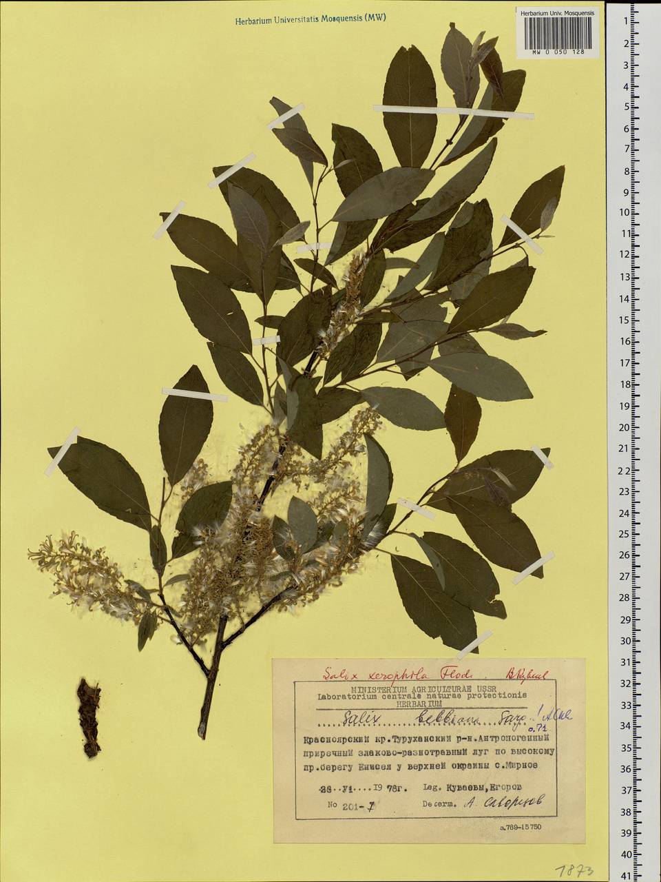 Salix bebbiana Sarg., Siberia, Central Siberia (S3) (Russia)