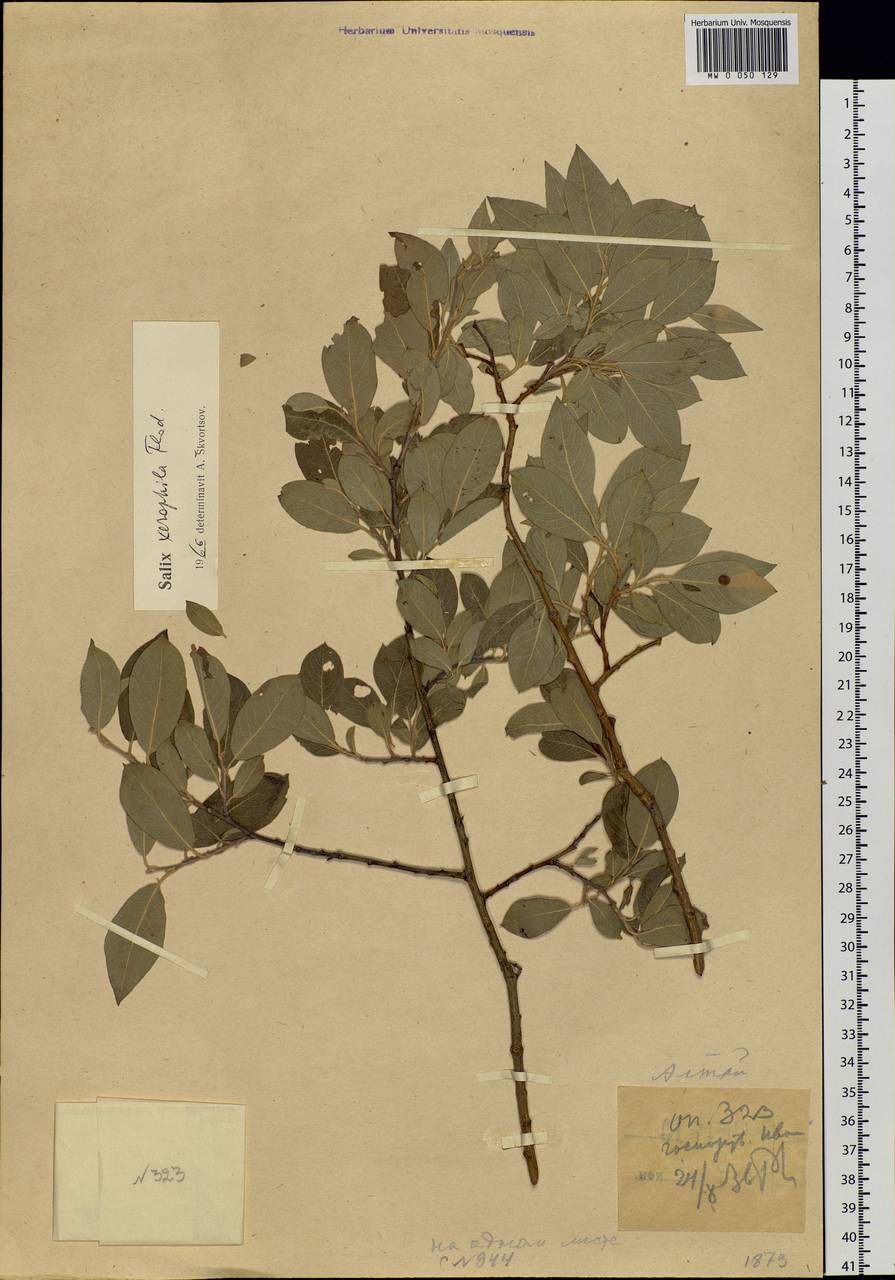 Salix bebbiana Sarg., Siberia, Western (Kazakhstan) Altai Mountains (S2a) (Kazakhstan)