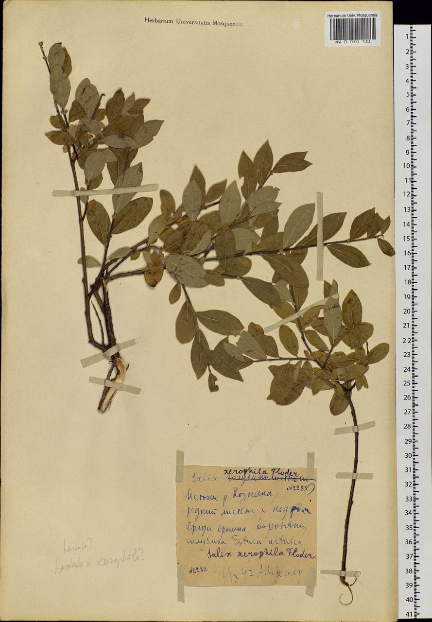 Salix bebbiana Sarg., Siberia, Altai & Sayany Mountains (S2) (Russia)