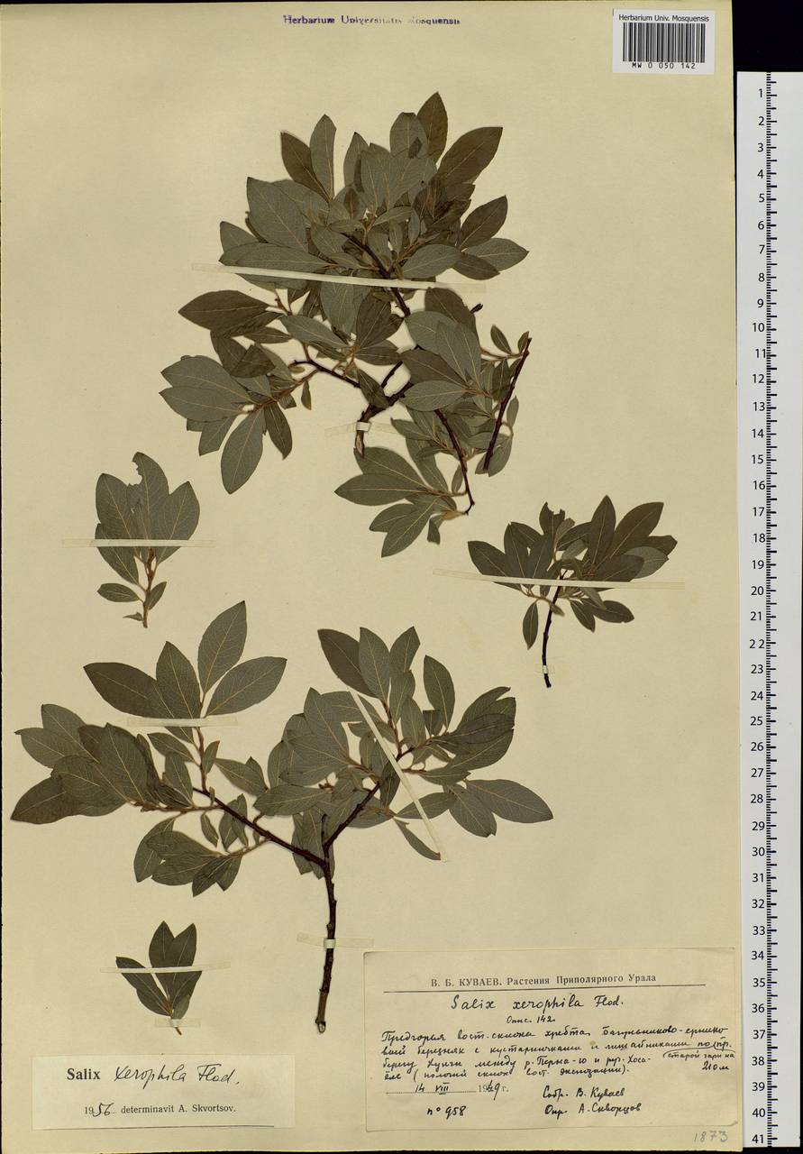 Salix bebbiana Sarg., Siberia, Western Siberia (S1) (Russia)