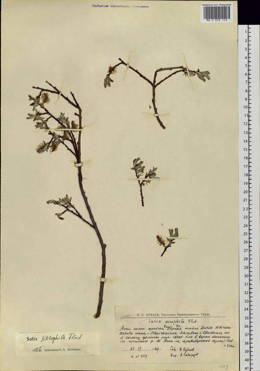 Salix bebbiana Sarg., Siberia, Western Siberia (S1) (Russia)