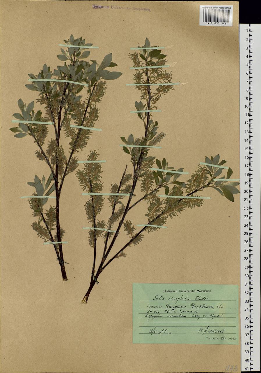 Salix bebbiana Sarg., Eastern Europe, Eastern region (E10) (Russia)