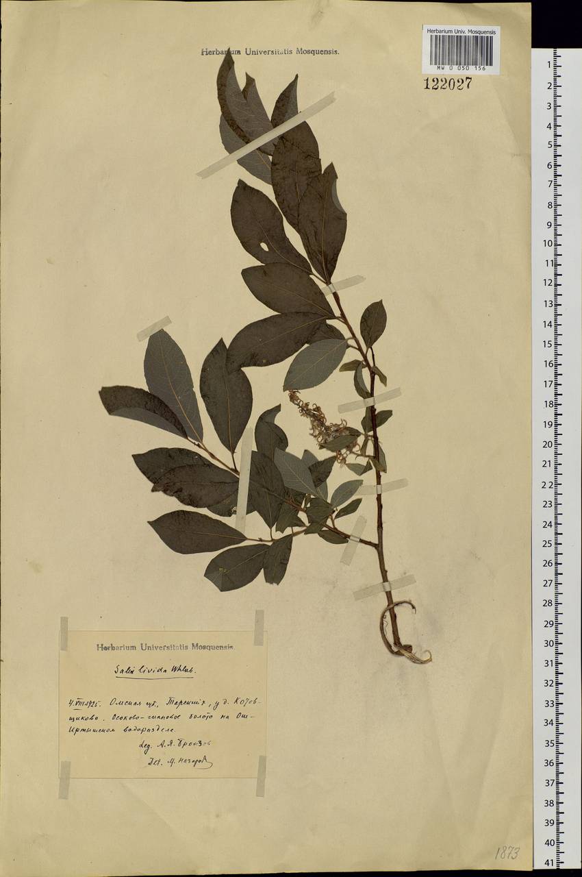 Salix bebbiana Sarg., Siberia, Western Siberia (S1) (Russia)